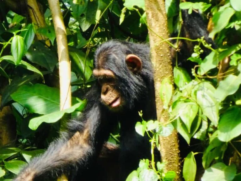 Uganda: 3-Day Tour with Murchison Falls and Rhino/Chimp Trek - Final Thoughts