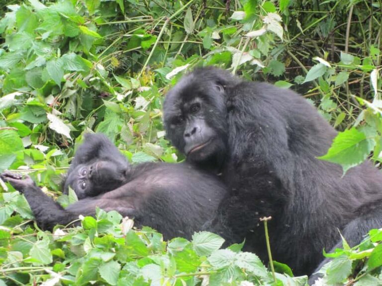 Uganda: 4-Day Bwindi Impenetrable Forest National Park Tour - Practical Tips for Travelers
