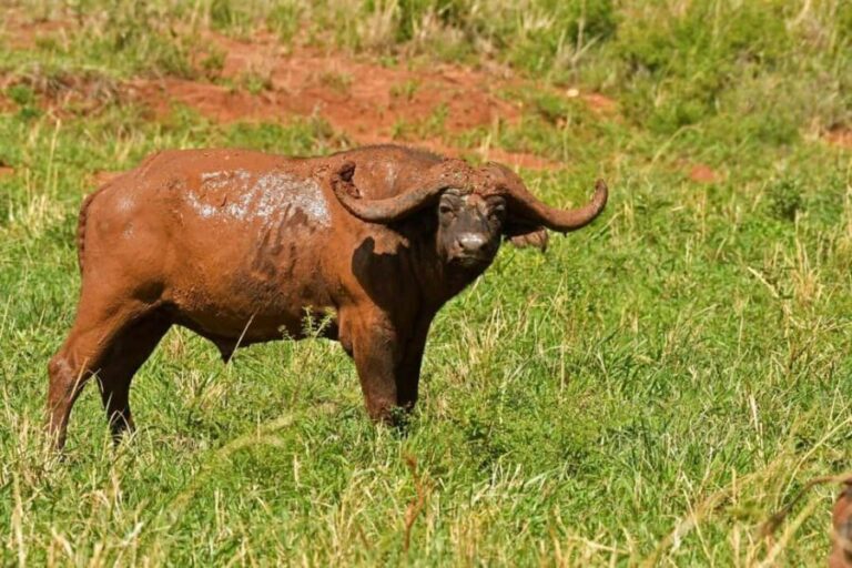 Uganda: 4-Day Safari to Lake Mburo and Queen Elizabeth NP - What Makes This Tour Special