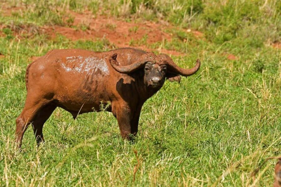 Uganda: 4-Day Safari to Lake Mburo and Queen Elizabeth NP - What Makes This Tour Special