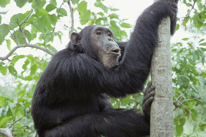 Uganda 4 days Gorilla Trekking - What to Expect from the Tour