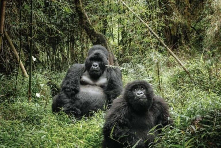 Uganda: 5-Day Gorilla and Chimpanzee Tracking Tour - Who Will Love This Tour?