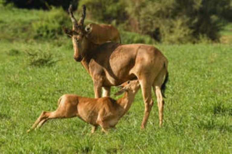 Uganda: 5-Day Lake Mburo NP, Bwindi & Lake Bunyonyi - Final Thoughts