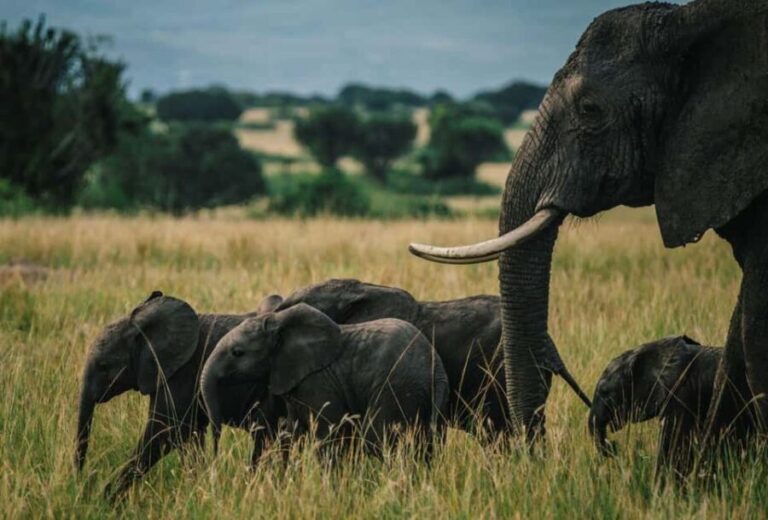 Uganda: 5-Day Safari to Murchison Falls & Semuliki NP - What Does the Tour Include and Exclude?