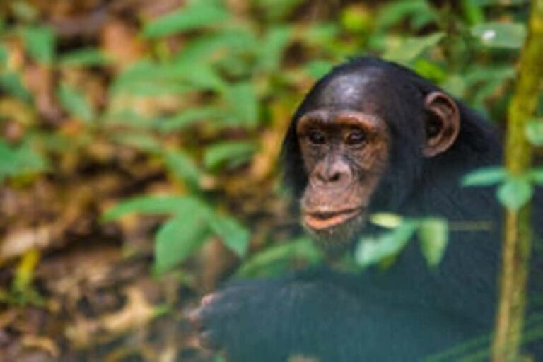 Uganda: 6-Day Big Five Tour Adventure & Chimpanzee Tracking - What’s Included and Whats Not?
