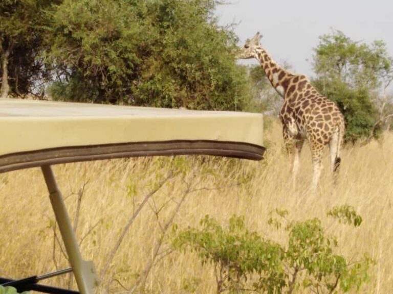 Uganda: 6-Day Safari with Kibale, Queen Elizabeth & More - What’s Included and What to Consider