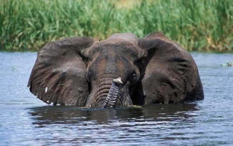 Uganda: 6-Day Wildlife and Chimp Trekking Safari - What Travelers Say & Why It Matters