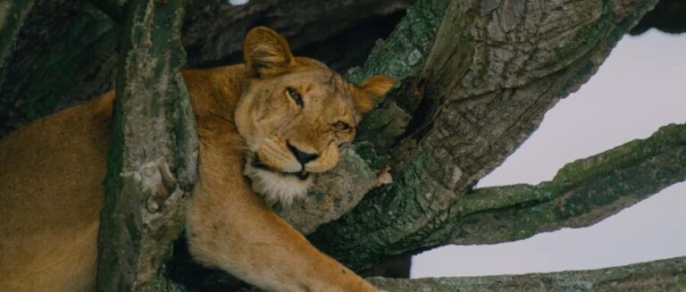 Uganda: 7-Day Big Five, Gorilla, and Chimpanzee Safari - Final Thoughts