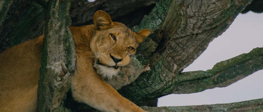 Uganda: 7-Day Big Five, Gorilla, and Chimpanzee Safari