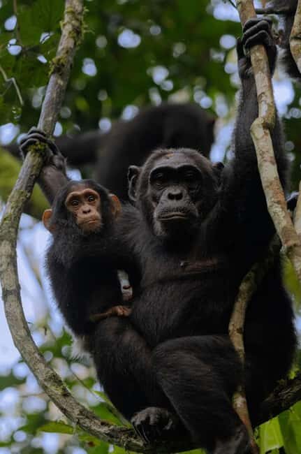 Uganda: 7-Day Bwindi Gorilla Safari Tour with Guide - An In-Depth Look at the 7-Day Uganda Safari