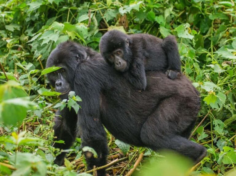 Uganda: 7-Day Wildlife Safari and Gorilla Trekking - Why This Tour Offers Good Value