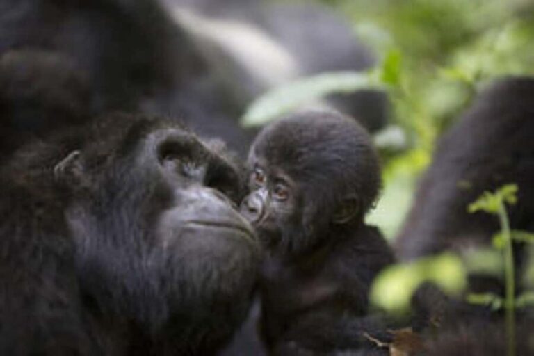 Uganda: 8-Day Wildlife, Gorilla and Chimp Trekking Safari - Practical Tips and Considerations