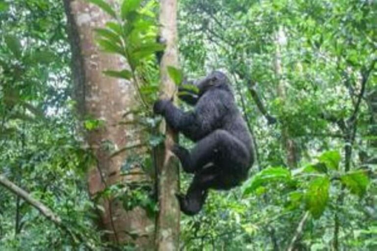 Uganda: 9-Day Midrange Wildlife, Chimps & Gorilla Safari - The Itinerary in Detail