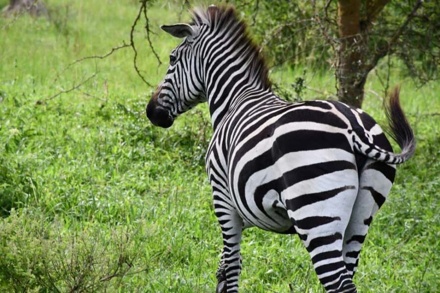 Uganda: 9-Day Primate Tracking and Wildlife Safari - Practicalities and Value