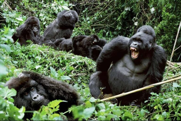 Uganda and Rwanda: 13-Day Luxury Safari with Gorilla - What Sets This Tour Apart?