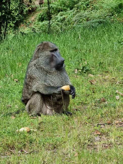 Uganda and Rwanda: 8-Day Gorillas and Wildlife Safari - A Deep Dive into the Itinerary