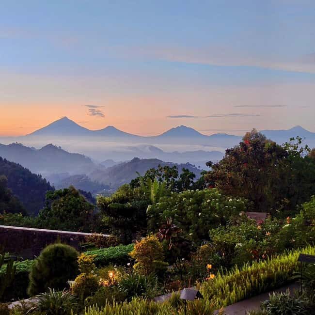 Uganda: Big Five Safari Adventure with Gorilla Trekking - An In-Depth Look at the Tour