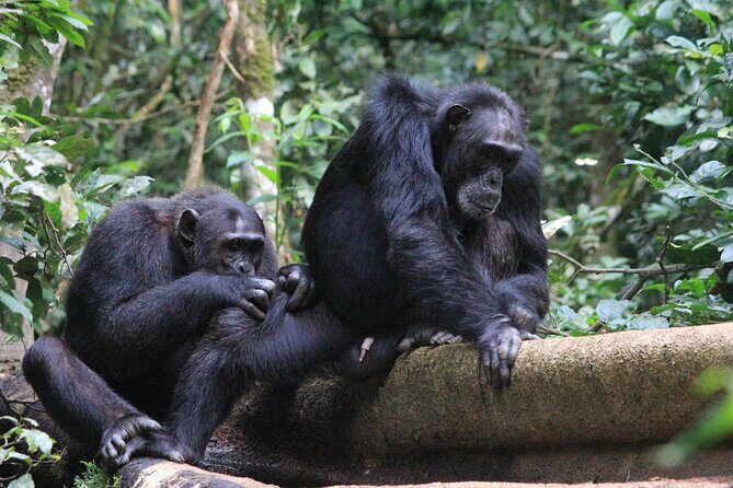 Uganda Gorilla Safari - An Overview of the Uganda Gorilla Safari Experience