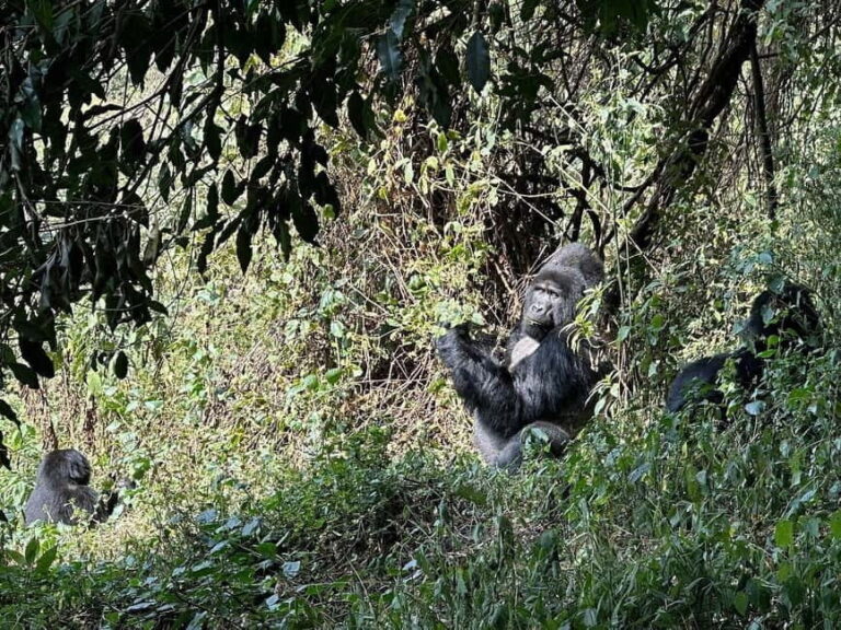 Uganda: Gorilla Trekking and Walking Safari 6-Day Tour - What’s Included and What’s Not