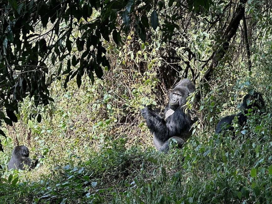 Uganda: Gorilla Trekking and Walking Safari 6-Day Tour - What’s Included and What’s Not