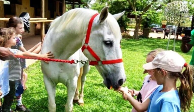 UGANDA  WAGYTAILS  HORSE CUDDLES  ZOO TALES  MINI-SAFARI - What’s Included and Practical Considerations