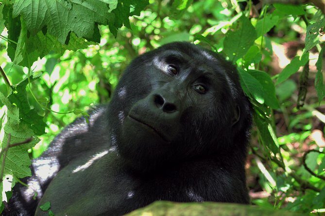 Uganda Wildlife Holiday - 8 Days - Who Is This Tour Best For?