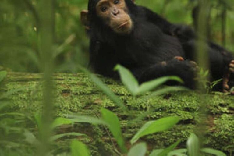 Uganda:5-Day Kibale Chimps & Queen Elizabeth Wildlife Safari - Analyzing the Value