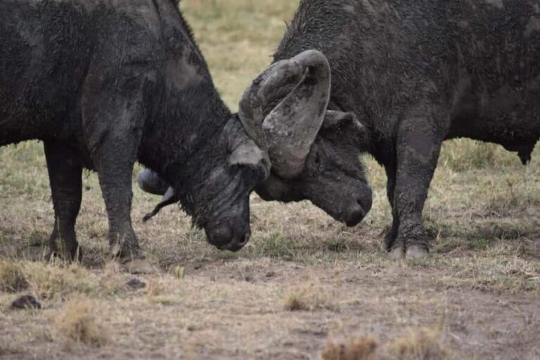 Ultimate 5 Days Amboseli Tsavo West & Tsavo East Safari. - What Makes This Safari Worth Your Money?