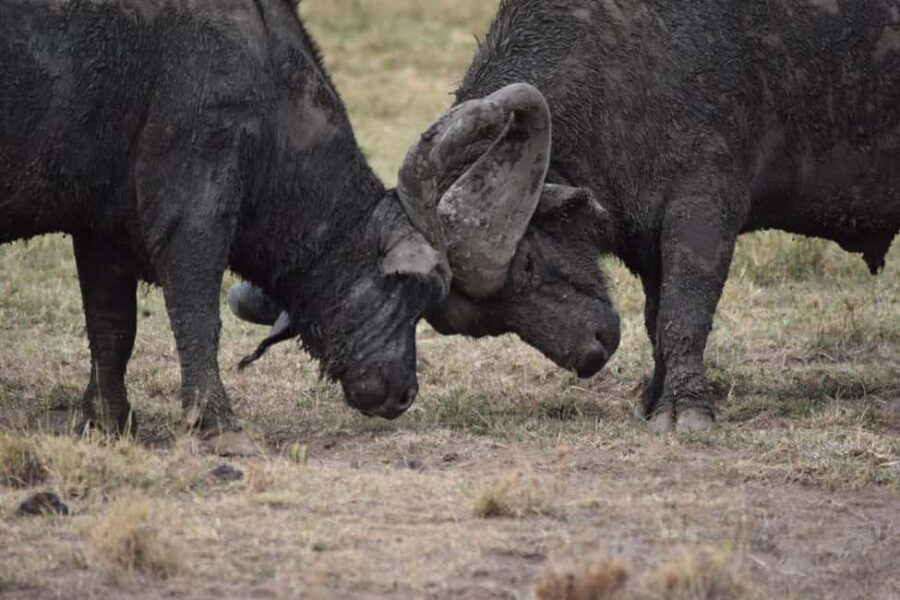 Ultimate 5 Days Amboseli Tsavo West & Tsavo East Safari. - What Makes This Safari Worth Your Money?