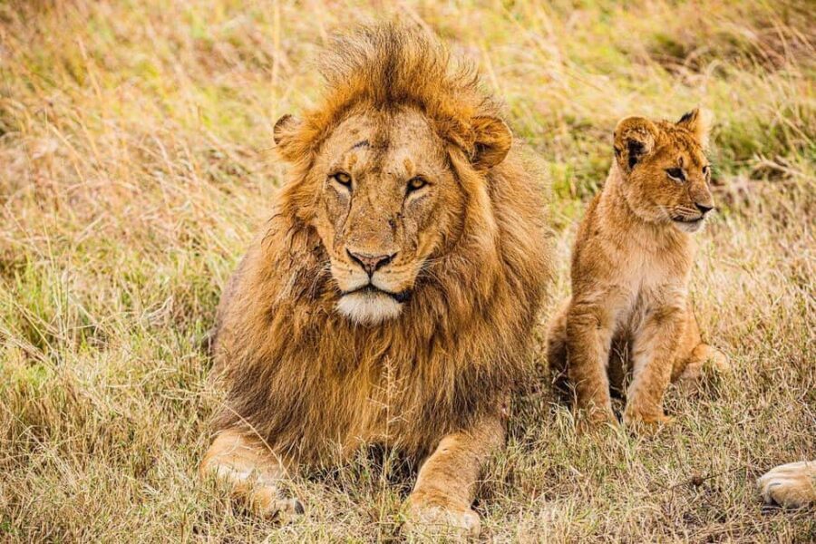 Ultimate Safari: Nairobi Park Game Drive & Sunset Sundowner - What You’ll See and Do During the Day