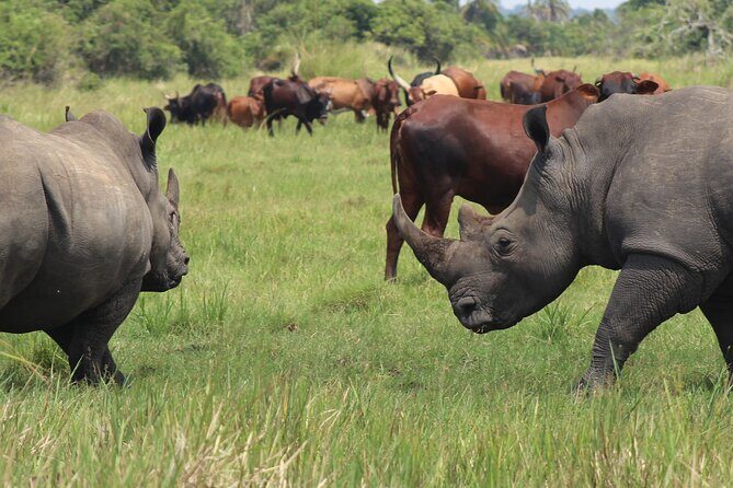 Unforgettable 3 days Murchison falls. - What’s Included and What’s Not