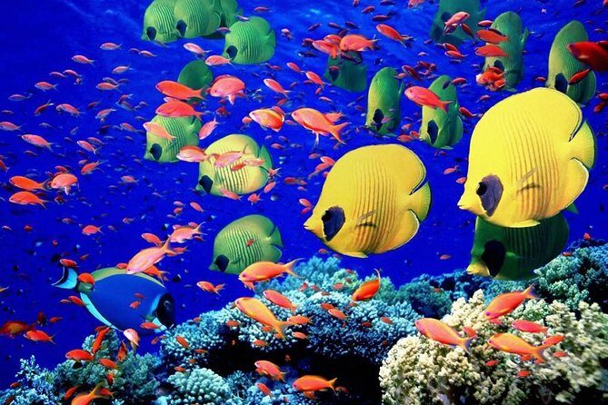 Unforgettable Submarine Trip with Snorkeling from Hurghada - Final Thoughts