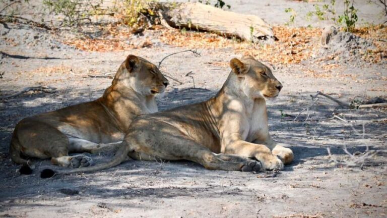 Victoria Falls: 4-Day Tour with Chobe - Analyzing the Value