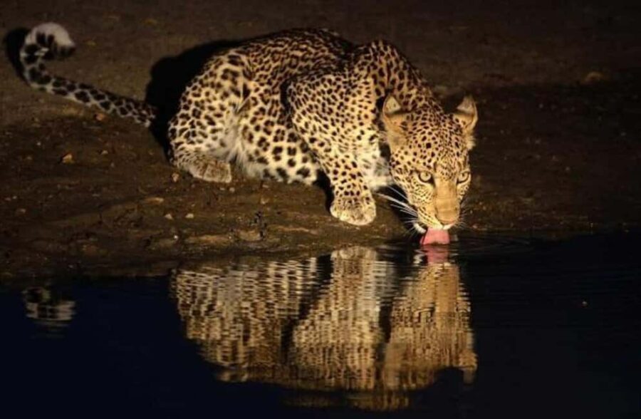 Victoria Falls Full Day Game Drive - The Value of this Full-Day Safari