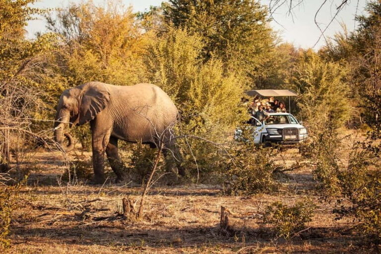 Victoria Falls: Game Drive - The Experience of a Lifetime or an Introductory Safari?