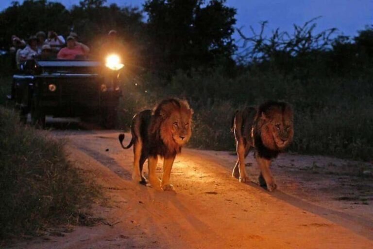 Victoria falls: Night Game Drive with 3-Course Bush Dinner - What to Expect During the Experience