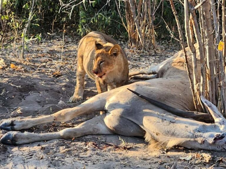 Victoria Falls: Quadripoint and Chobe Day Trip with Lunch - Whats Included and Whats Not