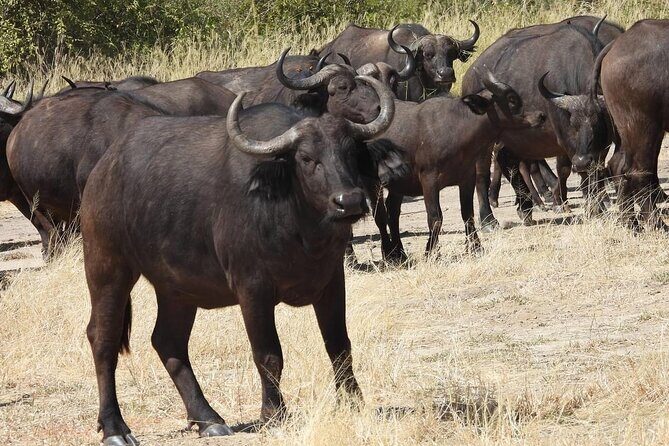 Victoria Falls & Safari Adventure: Both Sides Tour + Rhino Walk - The Sum Up: Is It Worth It?