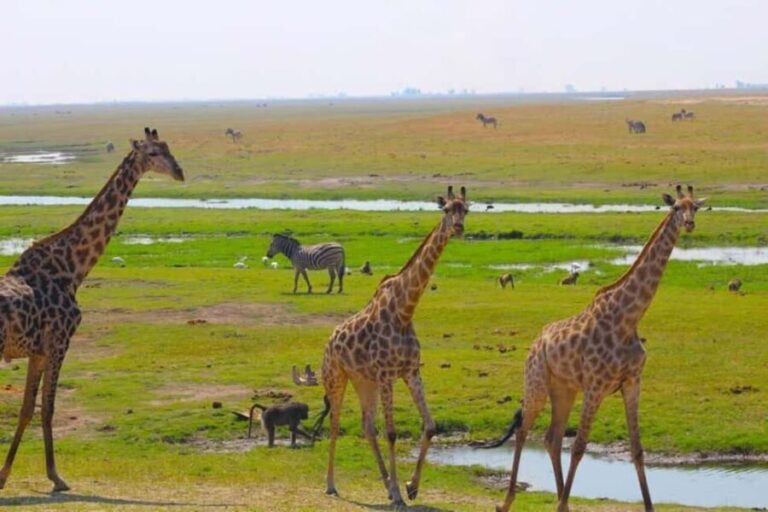 Victoria Falls to Chobe Full Day Trip x - What Travelers Say