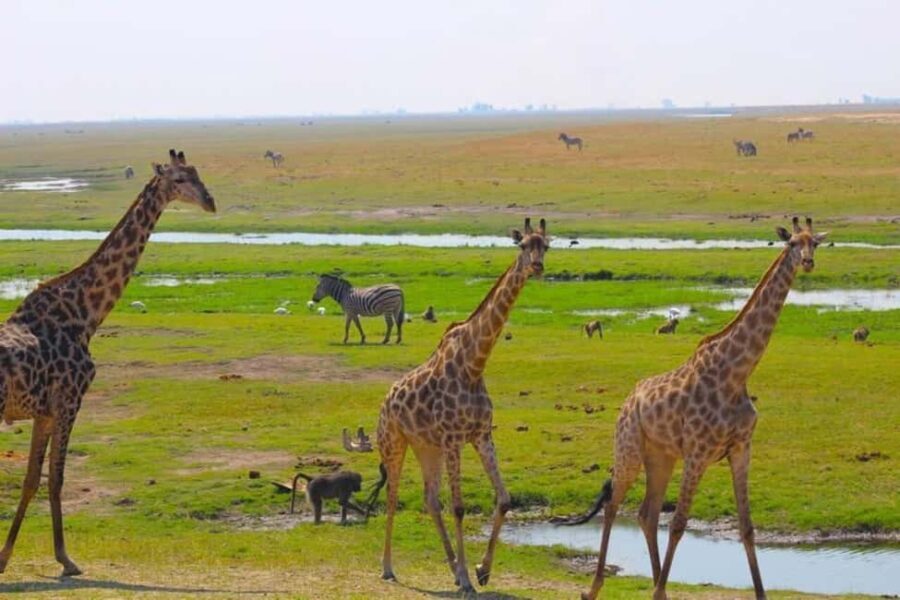 Victoria Falls to Chobe Full Day Trip x - What Travelers Say