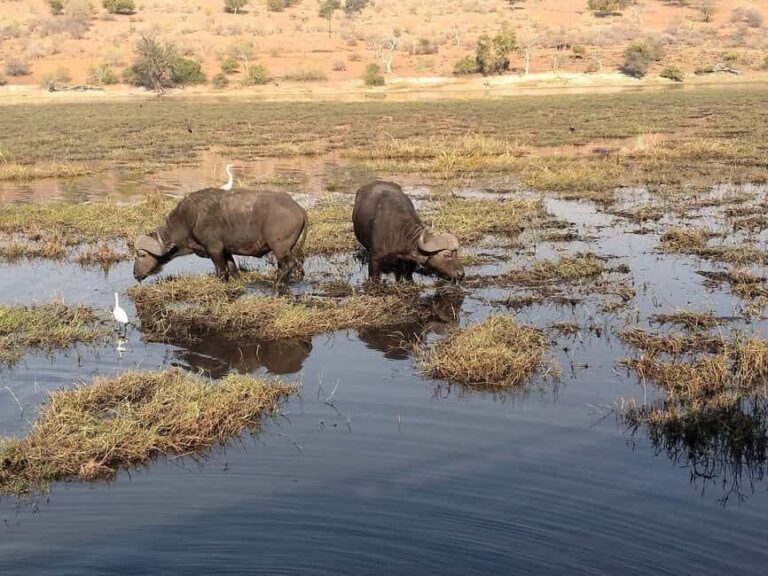 Victoria Falls: Zambezi River Sunset Cruise with Drinks - The Experience and Reviews