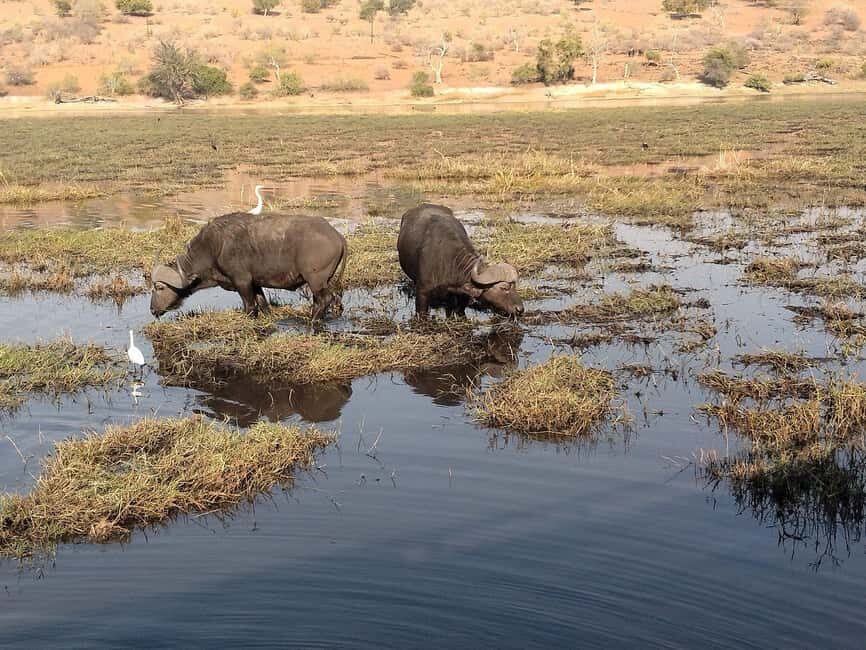 Victoria Falls: Zambezi River Sunset Cruise with Drinks - The Experience and Reviews