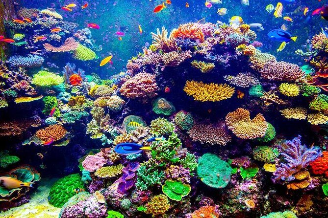VIP Boat Trip with Diving and snorkeling in Hurghada - Key Points