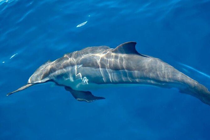 ViP Full Day Swimming With Dolphin Sea Trip With Lunch - Hurghada - Final Thoughts