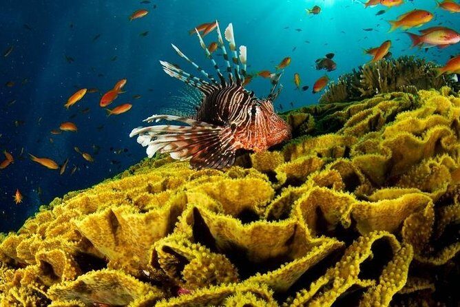 VIP Sea Trip With Water Sport & Lunch, Transfer - Hurghada - The Journey Back & Additional Considerations