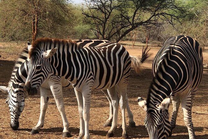 Visit Bandia Reserve and Lunch - Authentic Encounters and Photo Opportunities