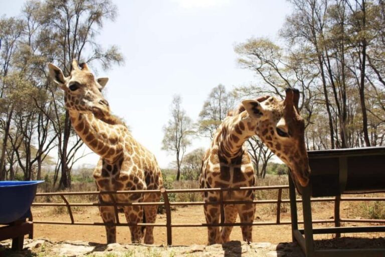 Visit to the Giraffe Centre - What can you expect during your visit?