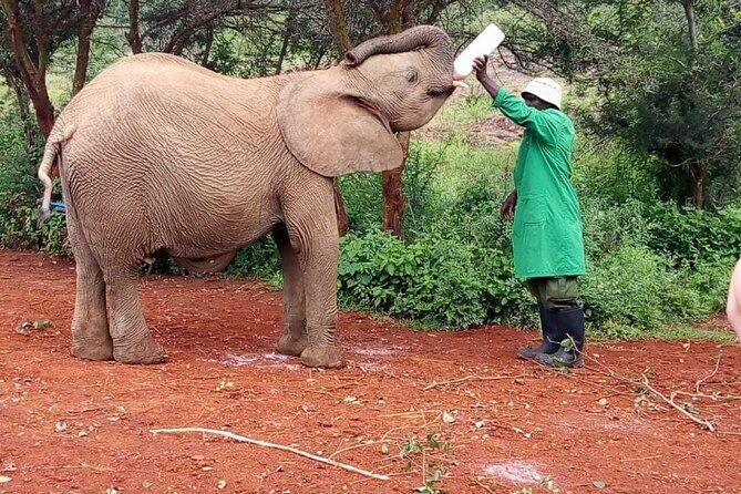 Visiting the Nairobi Elephant Orphanage Tours and Tickets - What You Should Know Before Booking