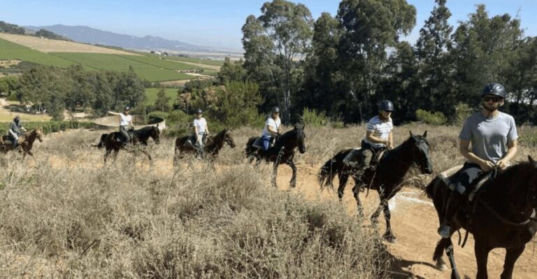 Vrede en Lust Wine Estate: 2H Horse Trail - Who Is This Tour Best For?