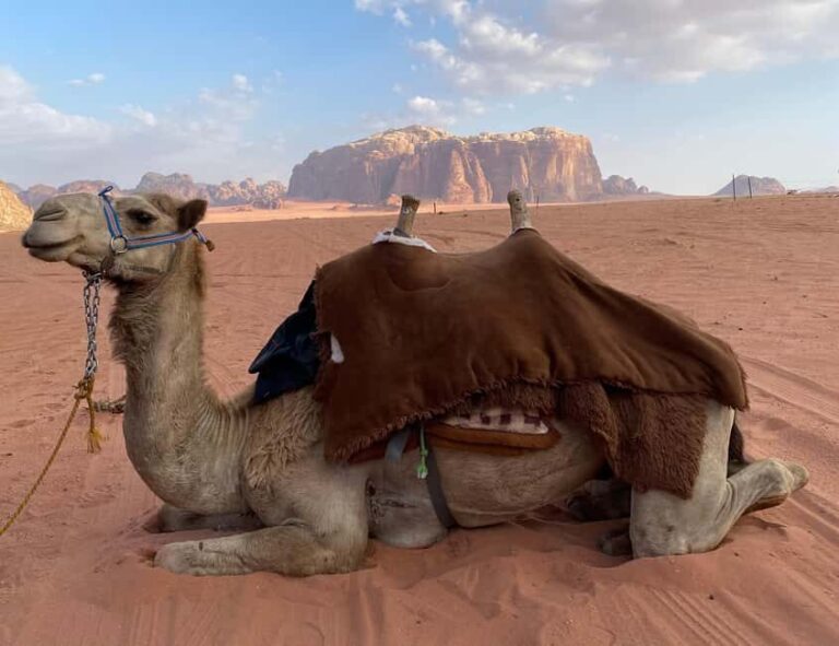 Wadi Rum: camel ride with traditional tea tasting - Why This Experience Matters for Travelers